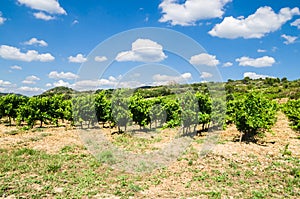 Vineyard under blue sky and white clouds in France