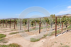 Vineyard under clear sky in autum