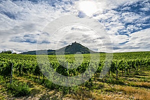 A vineyard under a hill with a castle on top.