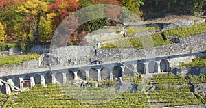 Vineyard unesco lavaux