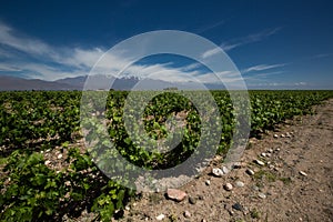 Vineyard, valle de uco, Argentina photo