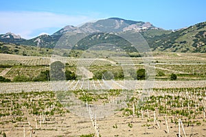 Vineyard in a valley