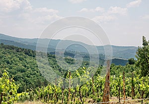 Vineyard in valley