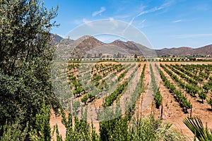 Vineyard in a Valley in Ensenada, Mexico photo