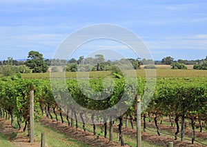Vineyard in Victoria, Australia
