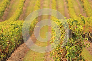 Vineyard in Victoria, Australia