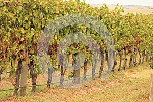 Vineyard in Victoria, Australia