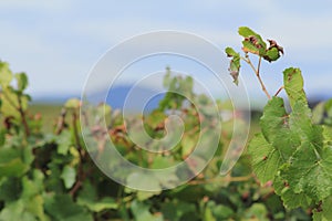 Vineyard in Victoria, Australia