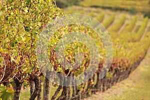 Vineyard in Victoria, Australia