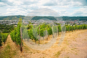 Vineyard with view of the ancient roman city of Trier, the Moselle Valley in Germany, landscape in rhine land palatine