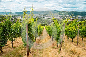 Vineyard with view of the ancient roman city of Trier, the Moselle Valley in Germany, landscape in rhine land palatine