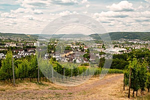 Vineyard with view of the ancient roman city of Trier, the Moselle Valley in Germany, landscape in rhineland palatine