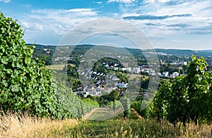 Vineyard with view of the ancient roman city of Trier, the Moselle Valley in Germany, landscape in rhineland palatine