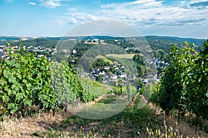 Vineyard with view of the ancient roman city of Trier, the Moselle Valley in Germany, landscape in rhineland palatine