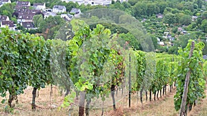 Vineyard with view of the ancient roman city of Trier, the Moselle Valley in Germany, landscape in rhineland palatine