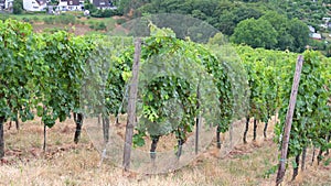 Vineyard with view of the ancient roman city of Trier, the Moselle Valley in Germany, landscape in rhineland palatine