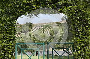 Vineyard View Through Arbor