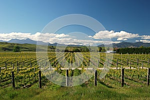 Vineyard with view on mountain range. Marlborough Vine Making Region