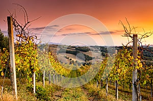 Vineyard view in San Terenziano