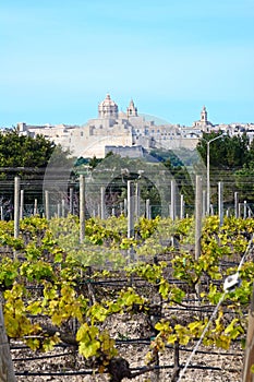 Mdina Citadel and vineyard, Malta.