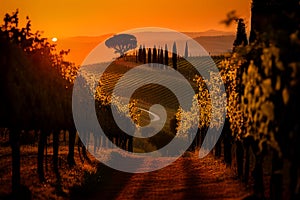 Vineyard village on sunset. Spain hills vineyard, olive trees in autumn season.