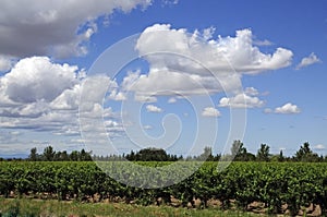 Vineyard - Vin de sable, Camargue