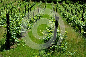 Vineyards with acacia poles sloping down the rows are down the slope. the vineyard is grassed historic. the vine is grown before