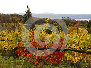 Vineyard vines are colorful in Autumn on Cayuga Lake FingerLakes NYS