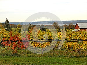 Vineyard vines are colorful in FingerLakes Autumn weather