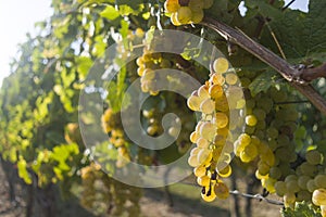 Vineyard, vines and ripe light grapes before harvest in backlig photo