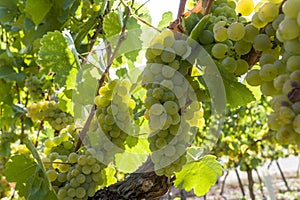 Vineyard, vines and ripe light grapes before the harvest, select photo