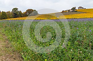 Vineyard and violet meadow at autumn 5