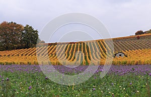 Vineyard and violet meadow at autumn 6