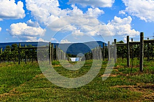 Vineyard in Virginia with grapes and mountain scene