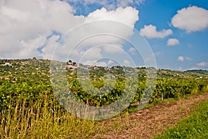 Vineyard on Vis Island, Croatia