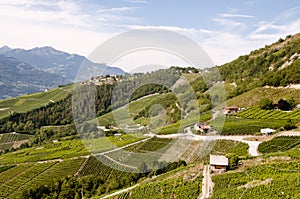 Vineyard - Visp - Switzerland