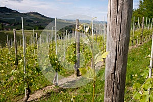 Vineyard. Viticulture near Barolo, Langhe, Piedmont, Italy, Unesco heritage. Dolcetto, Nebbiolo Barbaresco red wine photo