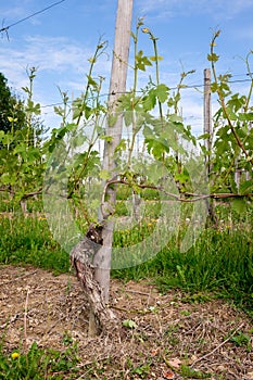 Vineyard. Viticulture near Barolo, Langhe, Piedmont, Italy, Unesco heritage. Dolcetto, Nebbiolo Barbaresco red wine photo
