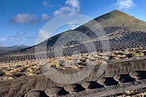 Vineyard on volcano
