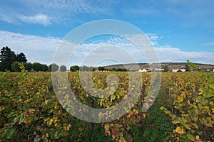 Vineyard in Vosne-Romanee, Cote de Nuits, Bourgogne, France
