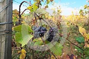 Vineyard in Vosne-Romanee, Cote de Nuits, Bourgogne, France