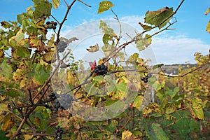 Vineyard in Vosne-Romanee, Cote de Nuits, Bourgogne, France photo