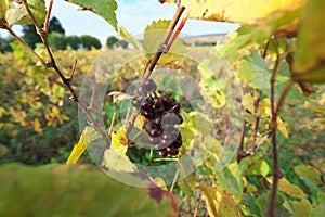 Vineyard in Vosne-Romanee, Cote de Nuits, Bourgogne, France photo