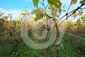 Vineyard in Vosne-Romanee, Cote de Nuits, Bourgogne, France photo