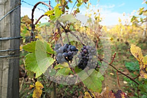 Vineyard in Vosne-Romanee, Cote de Nuits, Bourgogne, France photo
