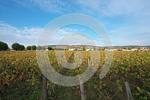 Vineyard in Vosne-Romanee, Cote de Nuits, Bourgogne, France photo