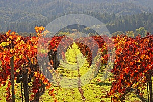 Vineyard W/Autumn Colors Napa
