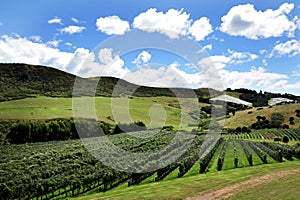 Vineyard on Waiheke Island