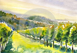 Vineyard photo