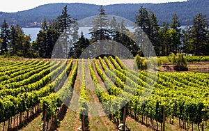 Vineyard on the west coast of Canada